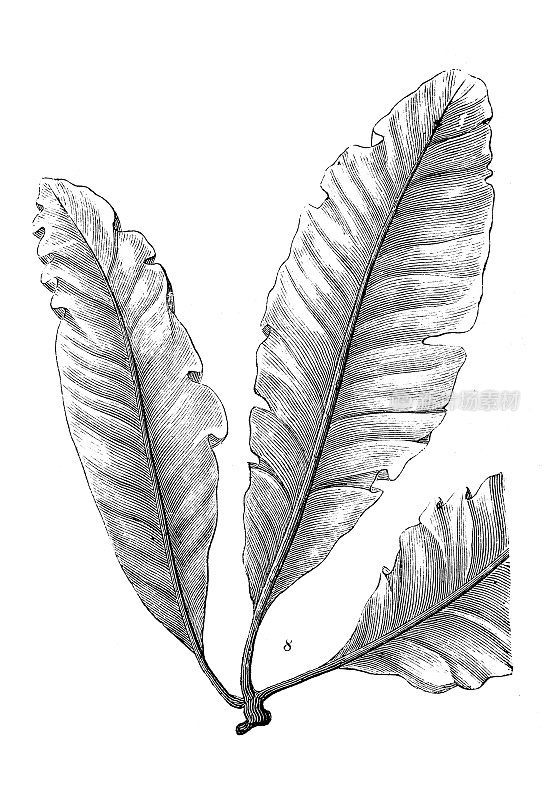 古董雕刻插图:Delesseria sanguinea